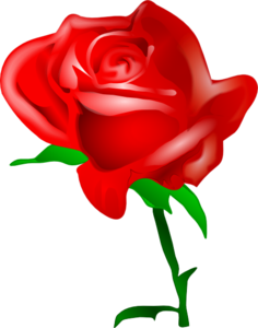 Flower Rose Bud Red Opened Large Image